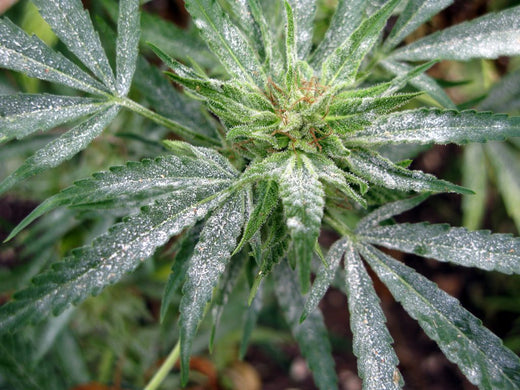 Powdery Mildew Solutions: Protect Your Plants and Maximize Yields